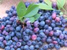 Bilberry Extract